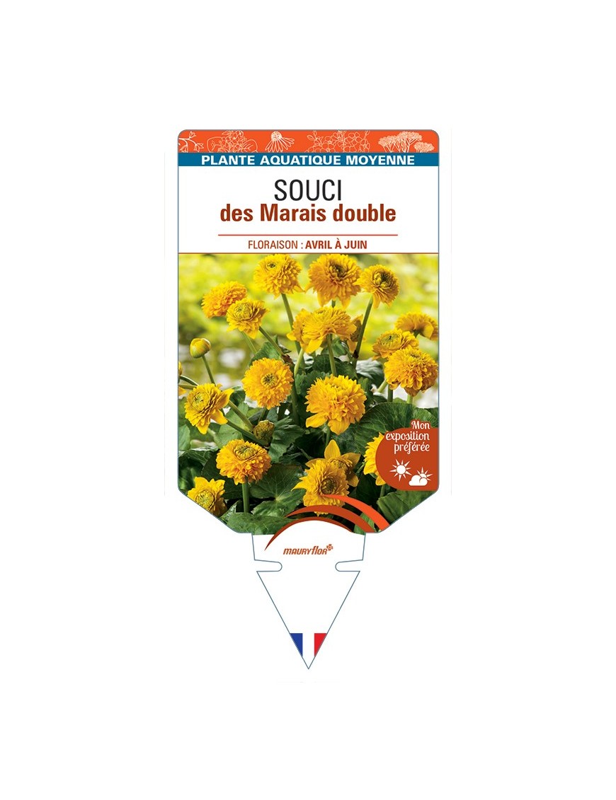 CALTHA palustris Plena Souci des Marais double