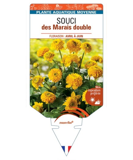 CALTHA palustris Plena Souci des Marais double