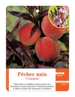 PÊCHER NAIN ‘CRIMSON’