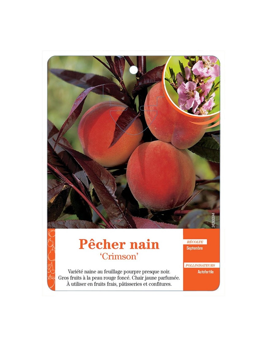 PÊCHER NAIN ‘CRIMSON’