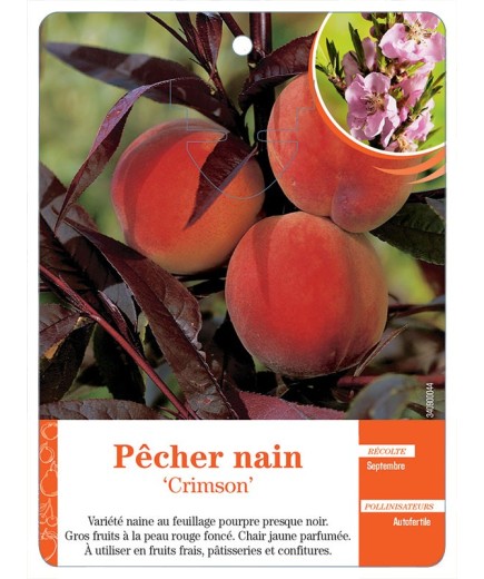 PÊCHER NAIN ‘CRIMSON’