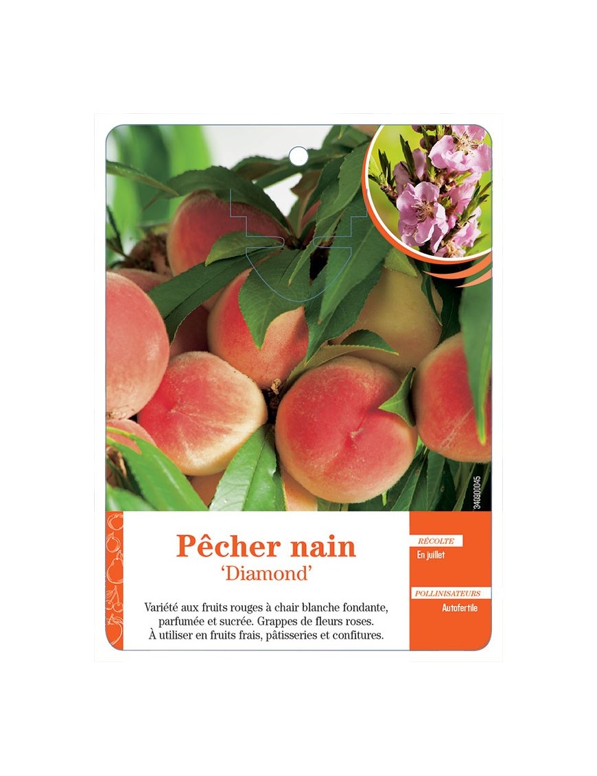 PÊCHER NAIN ‘DIAMOND’