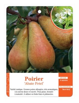 POIRIER ‘ABATE FETEL’