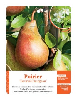 POIRIER ‘BEURRÉ CLAIRGEAU’