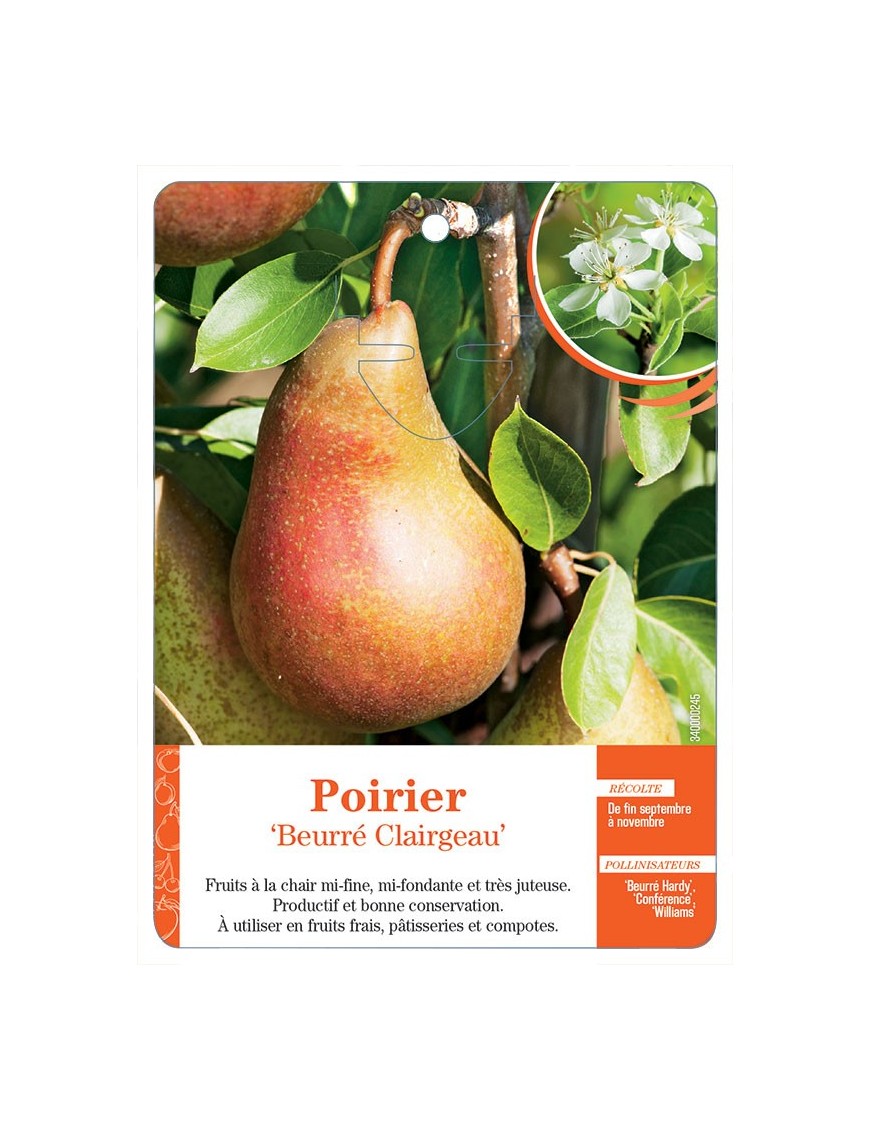POIRIER ‘BEURRÉ CLAIRGEAU’