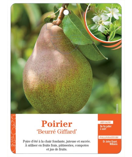 POIRIER ‘BEURRÉ GIFFARD’