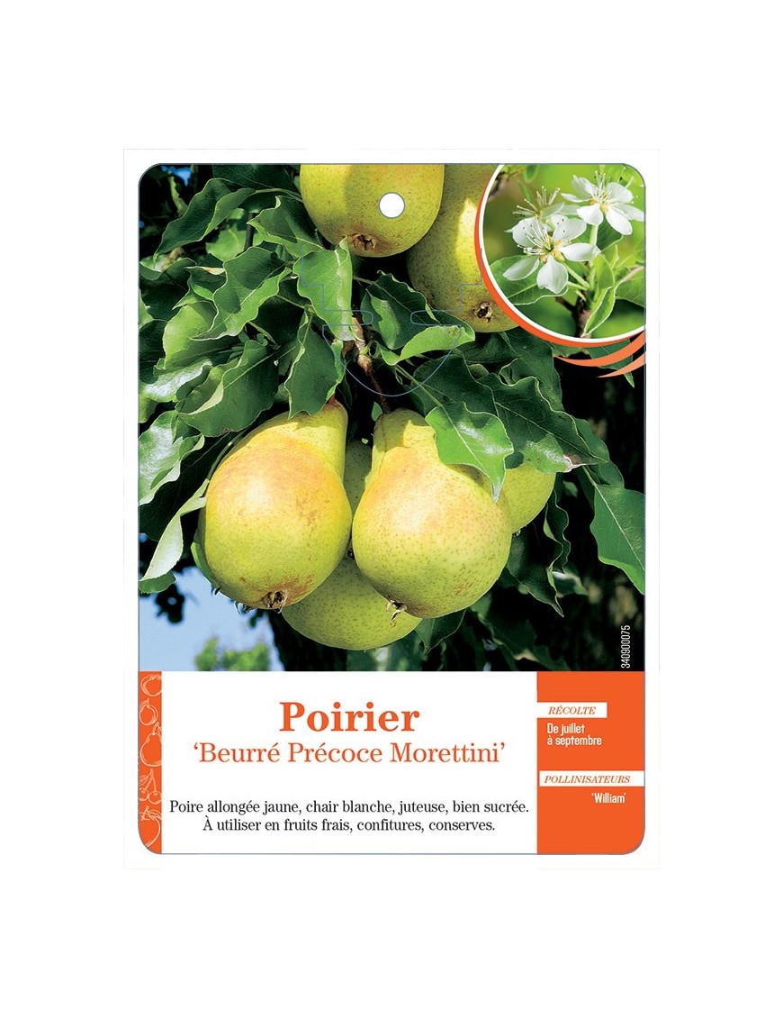 POIRIER ‘BEURRÉ PRÉCOCE MORETTINI’