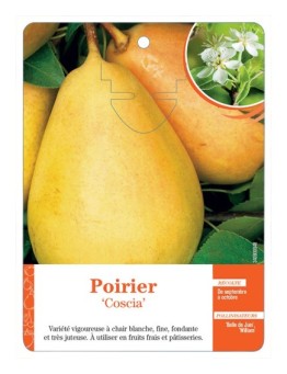 POIRIER ‘COSCIA’