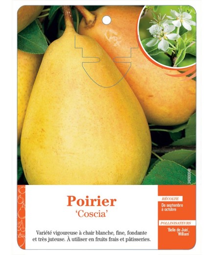 POIRIER ‘COSCIA’
