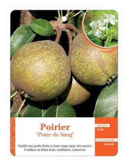 POIRIER ‘POIRE DE SANG’