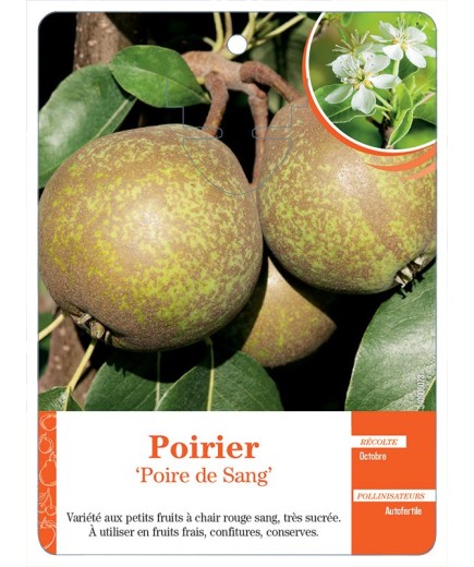 POIRIER ‘POIRE DE SANG’
