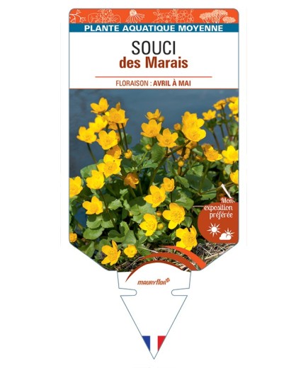 CALTHA palustris voir Souci des Marais