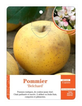 POMMIER ‘BELCHARD’