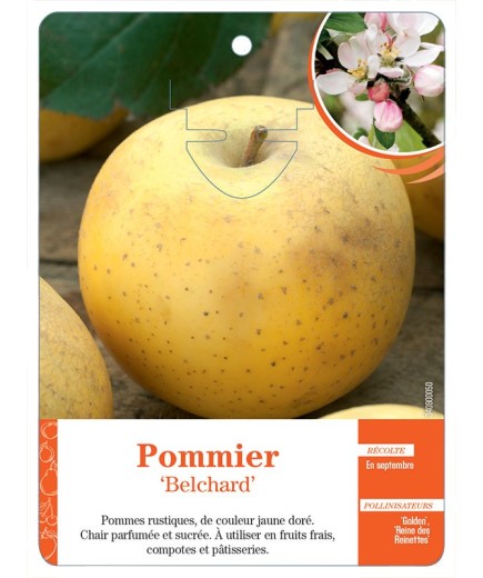 POMMIER ‘BELCHARD’