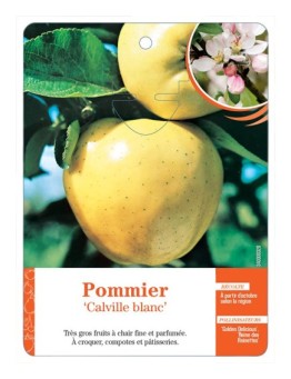 POMMIER ‘CALVILLE BLANC’