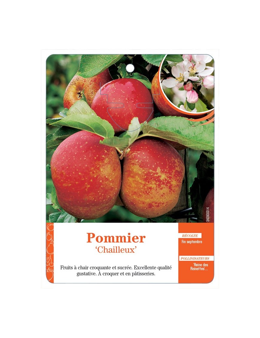 POMMIER ‘CHAILLEUX’