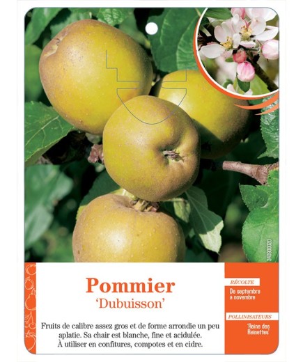 POMMIER ‘DUBUISSON’
