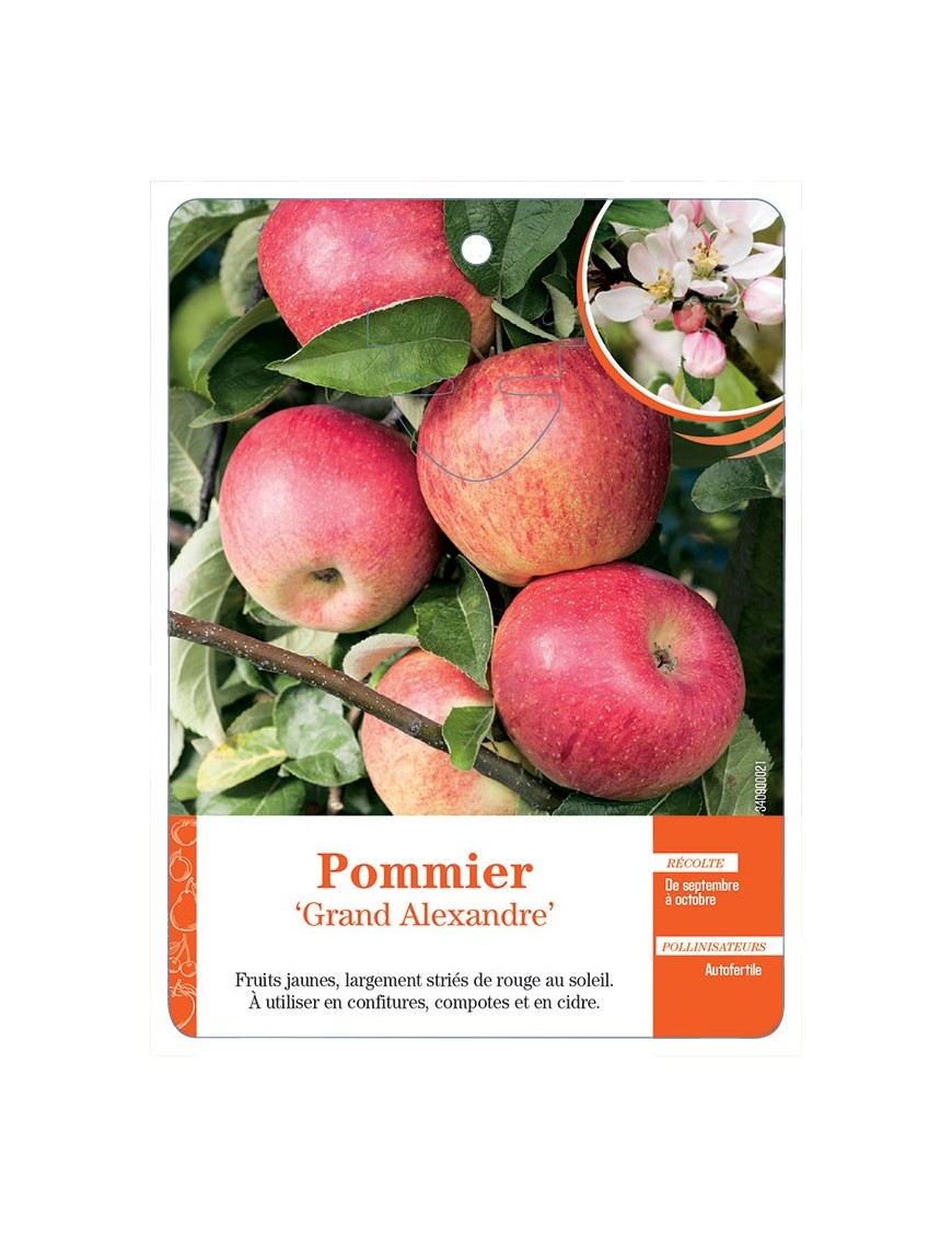 POMMIER ‘GRAND ALEXANDRE’
