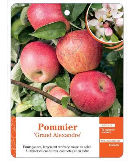 POMMIER ‘GRAND ALEXANDRE’