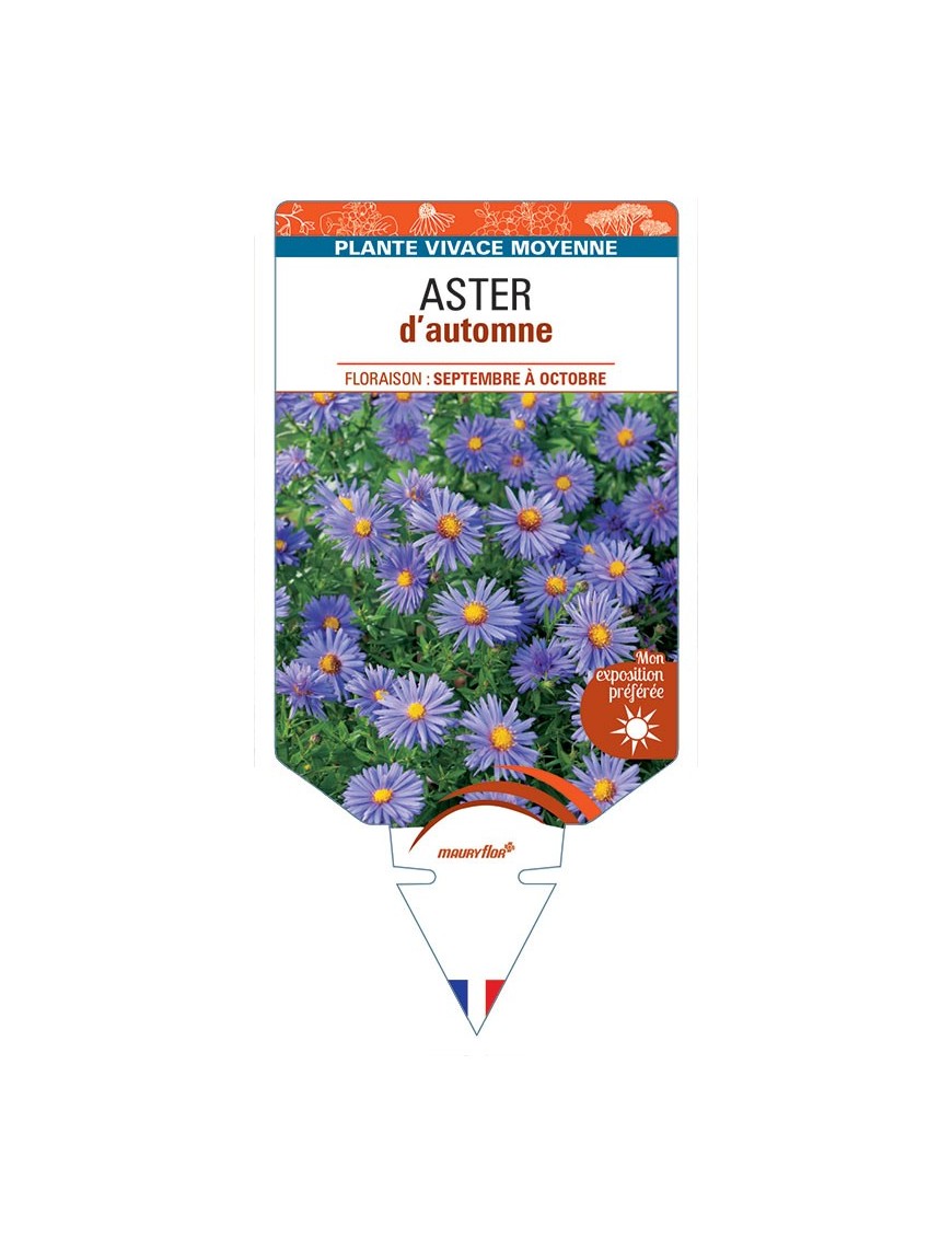 ASTER D'AUTOMNE (nain dumosus bleu)