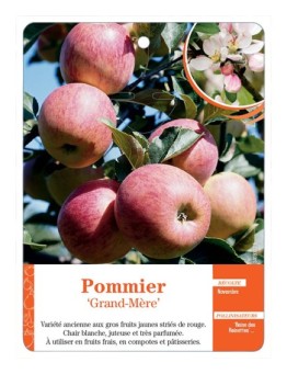 POMMIER ‘GRAND-MÈRE’