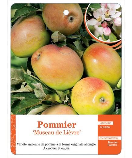 POMMIER ‘MUSEAU DE LIÈVRE’