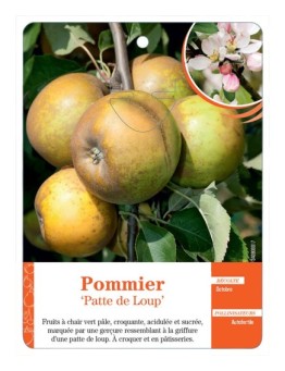 POMMIER ‘PATTE DE LOUP’