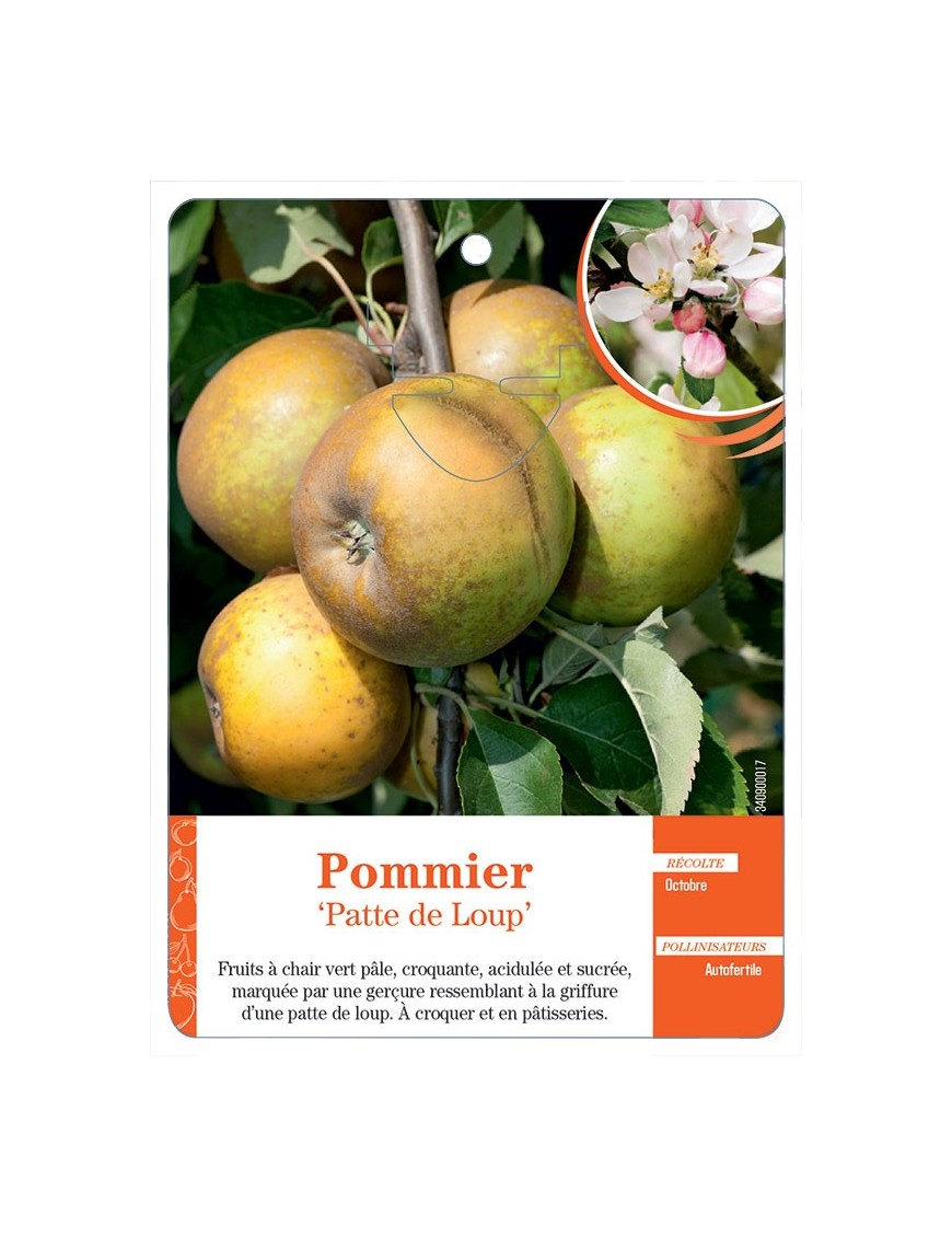 POMMIER ‘PATTE DE LOUP’
