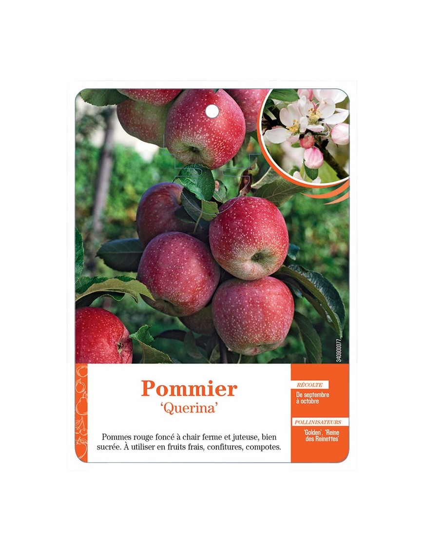 POMMIER ‘QUERINA’