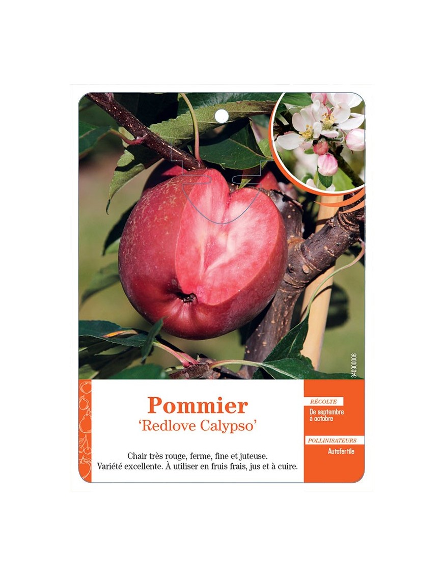 POMMIER ‘REDLOVE CALYPSO’