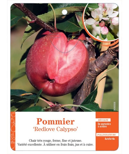 POMMIER ‘REDLOVE CALYPSO’