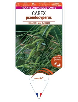 CAREX pseudocyperus voir Laîche