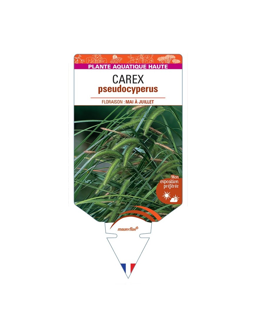 CAREX pseudocyperus voir Laîche