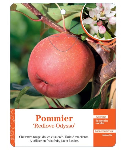 POMMIER ‘REDLOVE ODYSSO’