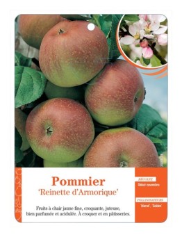 POMMIER ‘REINETTE D’ARMORIQUE’