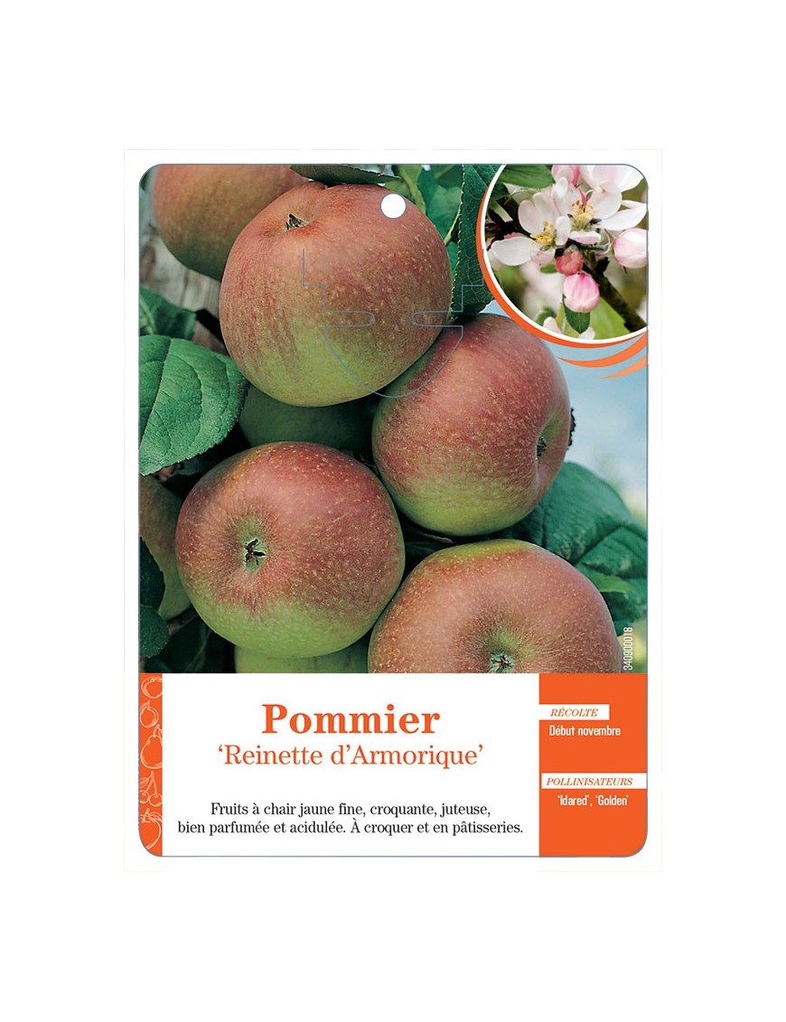 POMMIER ‘REINETTE D’ARMORIQUE’