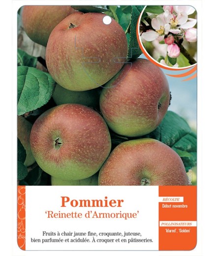 POMMIER ‘REINETTE D’ARMORIQUE’