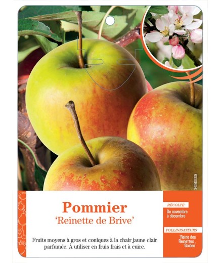 POMMIER ‘REINETTE DE BRIVE’