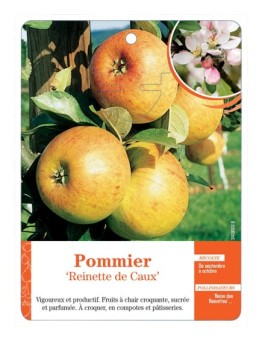 POMMIER ‘REINETTE DE CAUX’
