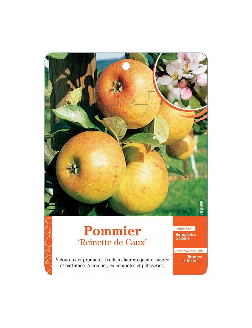 POMMIER ‘REINETTE DE CAUX’