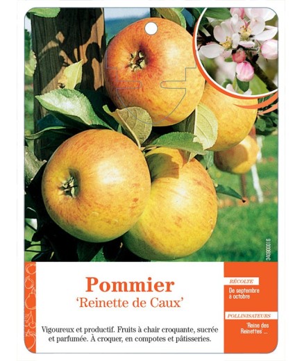 POMMIER ‘REINETTE DE CAUX’