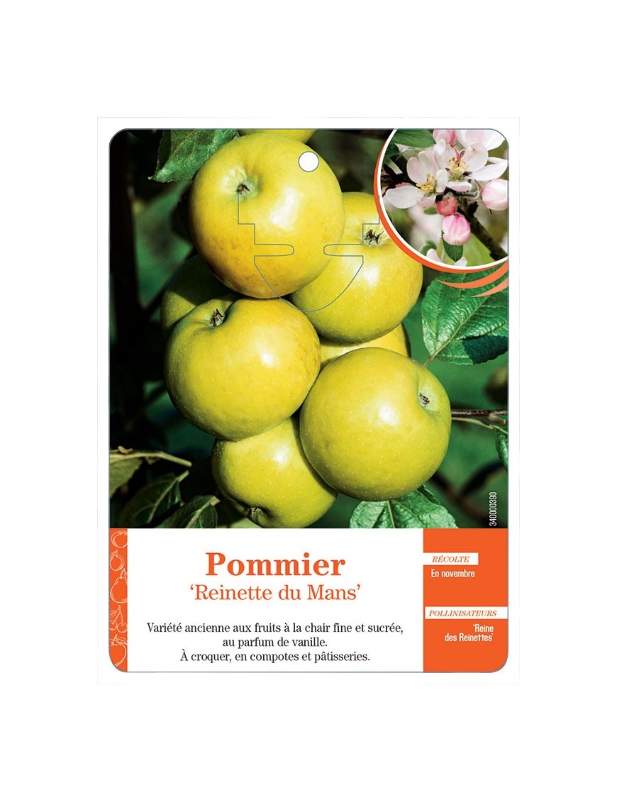 POMMIER ‘REINETTE DU MANS’