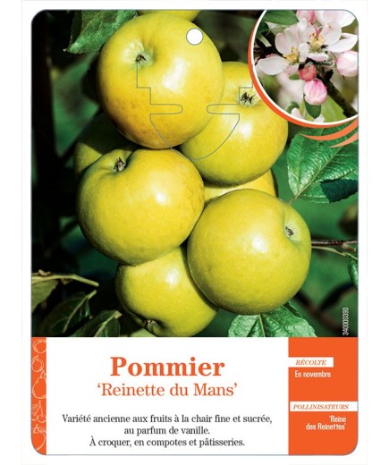 POMMIER ‘REINETTE DU MANS’
