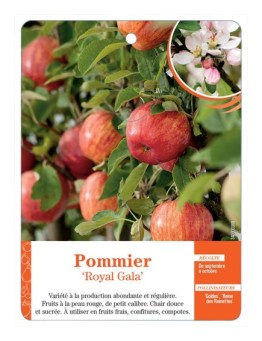 POMMIER ‘ROYAL GALA’