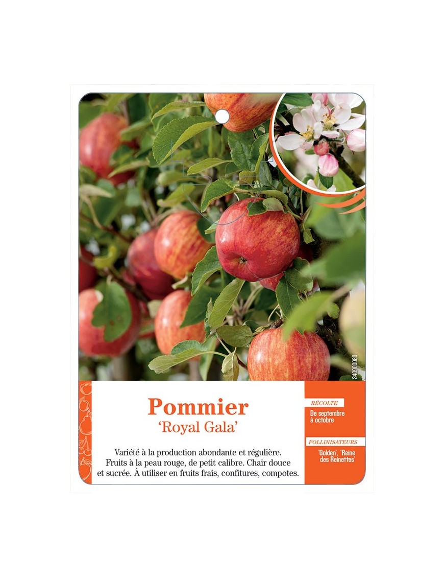 POMMIER ‘ROYAL GALA’