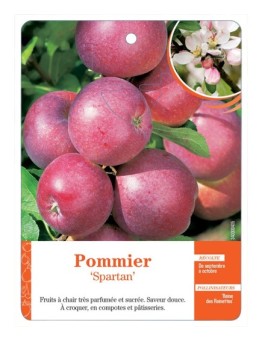 POMMIER ‘SPARTAN’