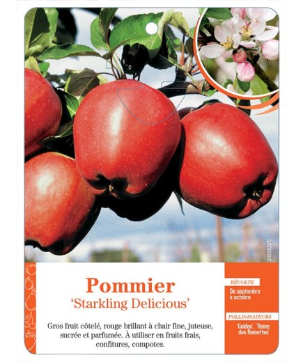 POMMIER ‘STARKLING DELICIOUS’