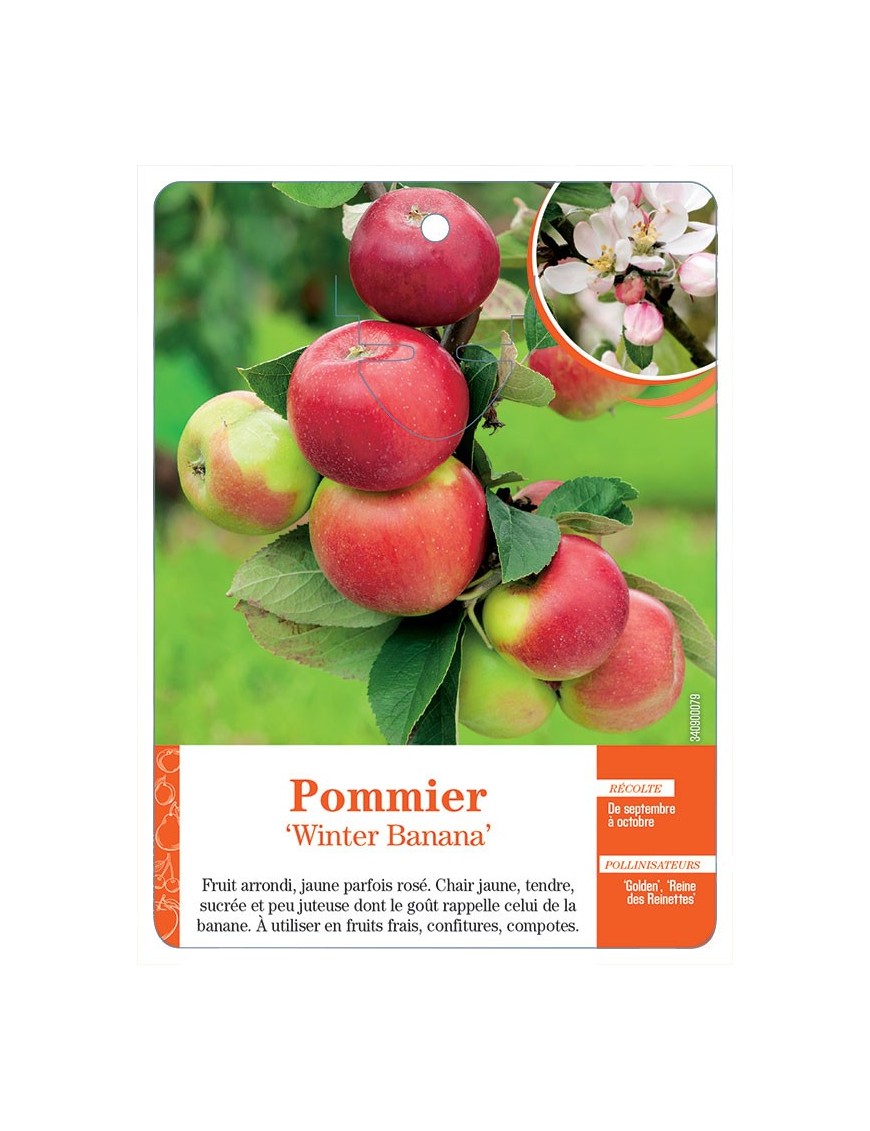 POMMIER ‘WINTER BANANA’