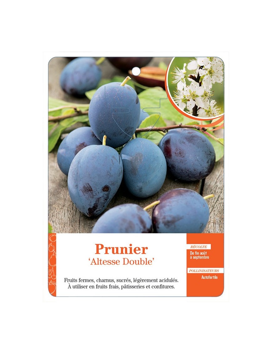 PRUNIER ‘ALTESSE DOUBLE’