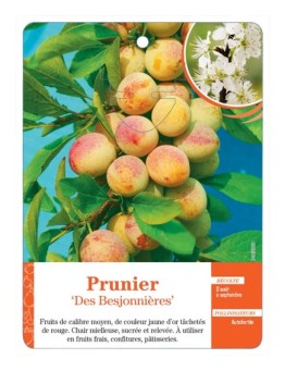 PRUNIER ‘DES BESJONNIÈRES’